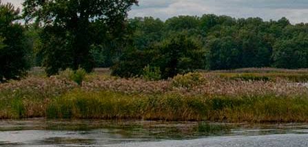 critical zone marsh lands with trees, grasses, and water