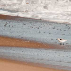 A shorebird runs from approaching foamy waves washing up on a sandy beach